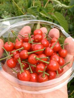 20120523鉢植えサクランボ.jpg