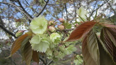 210409g3.JPG