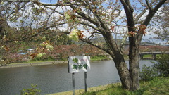 210409g6.JPG