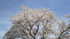 220405s1.JPG