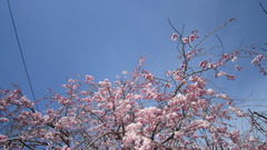 220405s7.JPG